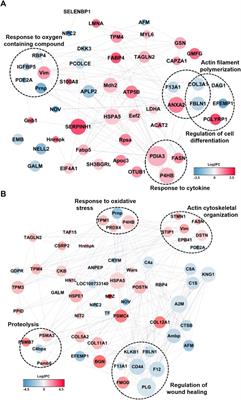 Dual viscosity mixture vehicle for intratympanic steroid treatment modifies the ROS and inflammation related proteomes